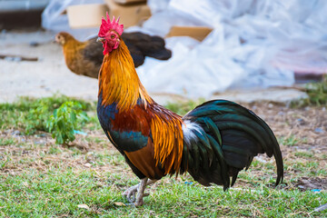 A Rooster on field.Beautiful chicken in the nature garden of Thailand