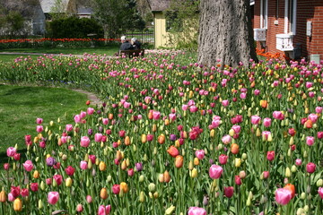 Obraz premium Beautiful Tulip Garden