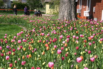 Amazing Tulips in the Park