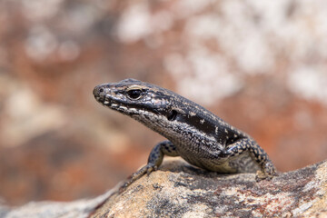 Warm Temperate Water Skink basking on sandstone rock