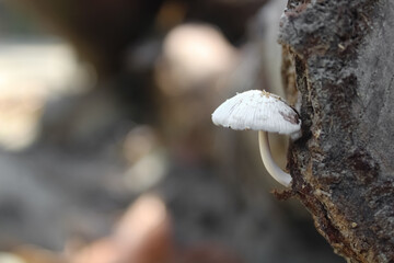 A Wild Mushroom grown out of decaying tree bark - Ecosystem concept.