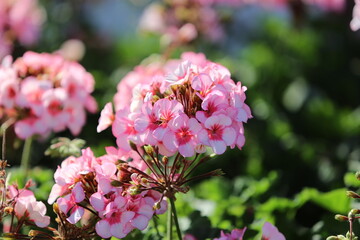 pink and white flowers