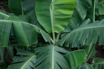 texture of green banana leaves
