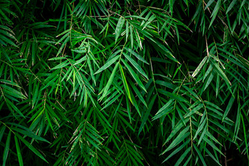 Bamboo leaves background