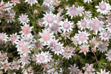 Rare Pink Flannel Flowers flowering after 2020 bushfires in Eastern Australia