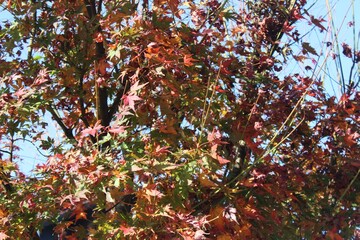 red and yellow leaves