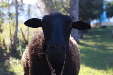 black sheep
oveja negra 
oveja
negra
campo 
