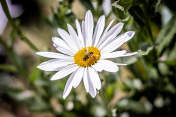Obraz premium bee on daisy