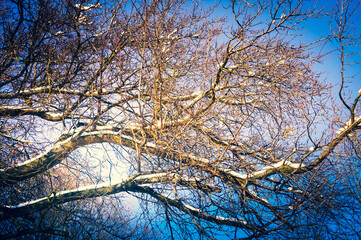 Tree branches covered with snow, sunshine - winter