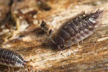 detailed close up of isopod pillbug rolly-polly woodbug woodlouse