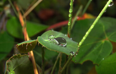 Raindrops on small plant leaf in rainforest