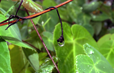 Raindrops on small plant leaf in rainforest