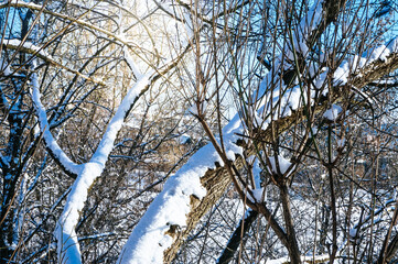 Tree branches covered with snow in winter