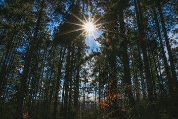 sun shining through forest bulgaria