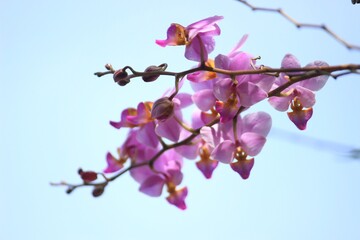 Fototapeta na wymiar beautiful purple orchid flower in the garden