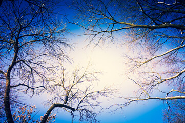 Tree branches in winter - view from below