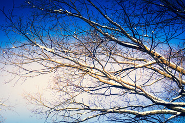 Tree branches covered with snow in winter