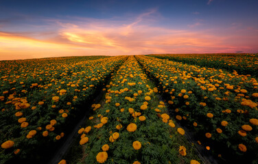 Marigold field in Bali island Indonesia in the sunset time, it's a good place to visit when you travel in Bali