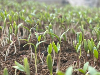 Tiny coriander saplings just germinated