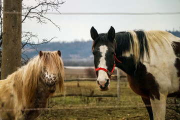 portrait of a horse in winter