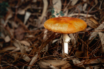 mushroom in the forest