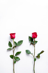 Red Rose Flowers in white background for valentines day gift