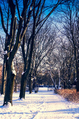 Path in park in winter