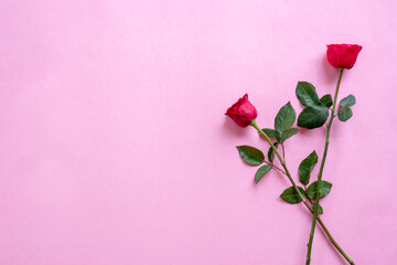 Red Rose Flowers in pink background for valentines day gift