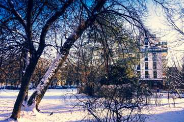 Park and building in winter