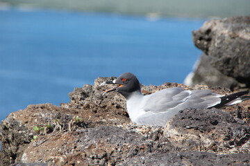 Lava Gull - world's rarest gull - Galapagos Islands.