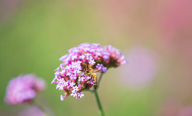 close up of a purple flower with bee