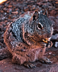 A Nut Munching Squirrel in Arizona.