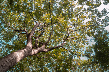 tree in the park