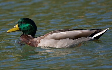 Male and Female Mallard from local pond