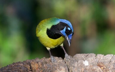 Green Jay on south Texas feeder