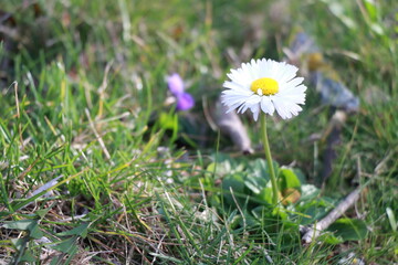 daisy in the grass