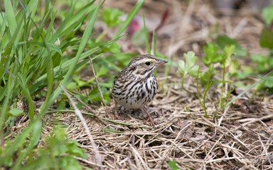 Savannah Sparrow close up around Louisiana wetland park