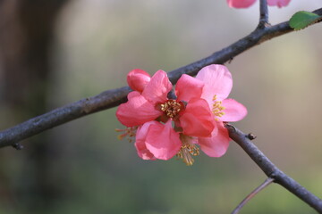 peach blossom in spring