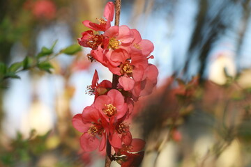 red apple blossom