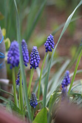 blue flower in the garden