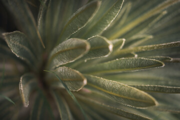 Naklejka na ściany i meble closeup of andean leaf