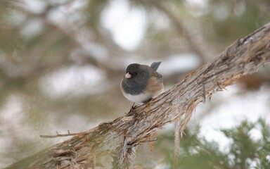 Dark-eyed Junco on branch in Utah