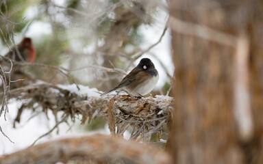 Dark-eyed Junco on branch in Utah