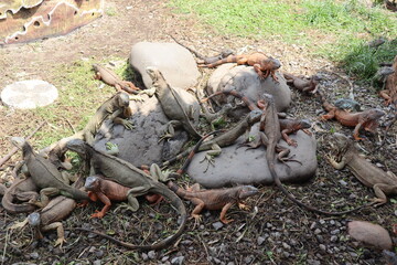 Fototapeta premium Green and red iguana also known as the American iguana is a lizard reptile in the genus Iguana in the iguana family.
