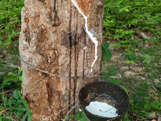 rubber tree in the forest