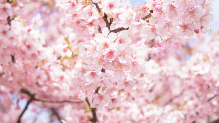 満開の河津桜