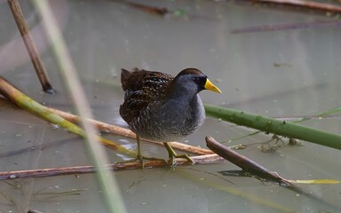 Sora wading along the shore in Texas swamp
