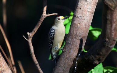 Golden-fronted Woodpecker from south Texas