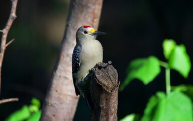 Golden-fronted Woodpecker from south Texas