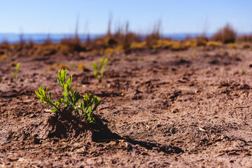 Plant growing in the desert